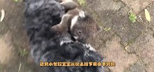 考拉宝宝误认小狗是妈妈，死死抱住不撒手，狗狗满脸的委屈