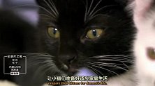 驯化猫咪野性的时间节点很关键！前两周需要温柔以待！