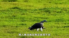 烦人精乌鸦徘徊不走，试图偷取老鹰的食物，两面夹击太有心计