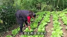 阿波全家去外婆家玩、外婆做野蘑菇招待、带颜色的蘑菇可以吃？