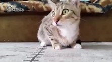 主人领回土拨鼠，上蹿下跳的，猫咪都怒了