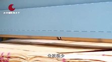 它是世上最轻的树，外国人拿它造飞机，国人却做成了保温瓶塞