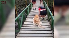 主人带着小狗狗过桥，结果小狗不敢动了，看着好可爱啊！