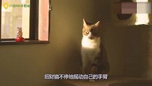 猫咪看见招财猫后，竟做出这样的事，简直萌翻了
