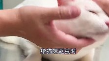 猫咪吃驱虫药要关起来吗