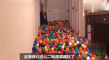 主人给二哈买了五千多个海洋球，彻底玩嗨了，狗以后没空拆家了
