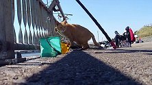 流浪橘猫趁钓鱼者打盹，从桶偷了一条鱼，猫：真香啊