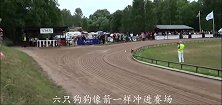 狗狗赛跑比赛中状况连连，场面尴尬，镜头记录下全过程