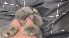 猫咪很不情愿的被主人撸，想咬主人报复，奈何抵不过主人的拳头