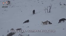 狼唯一的天敌，它专门吃狼，光听名字就能让狼心惊胆战