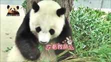 萌力无穷的熊猫旦旦把竹叶吃出了优雅范儿，好精致的胖姑娘