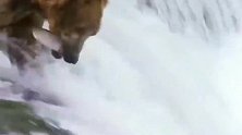 北极熊：成群的北极熊“组队”捕鱼，一只一只鱼进入肚皮