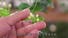 养茉莉，做足3点，花期开花一茬接一茬
