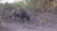 这是我见过最强悍的野牛，6秒将狮子揍得怀疑狮生，镜头记录全程
