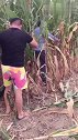 狗狗：我不吃闲饭，我也要劳动！