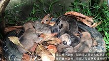 8只小奶狗意外失去妈妈，纹身大哥发现后为它们找到了新妈妈！
