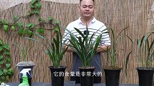 对付兰花害虫，通过2样东西来防治，安全又有效！