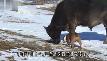 这俩狗子不自量力，跑去挑衅公牛，谁料公牛发怒了！