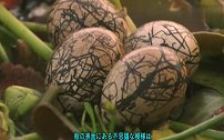 水雉妈妈安安静静的呵护小水雉出生，母爱的光环