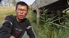 野钓，小桥下面的鲫鱼太多了