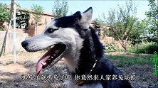 小吉在养殖场附近抓到只兔子，二哈出主意说吃了，这傻狗可真残忍