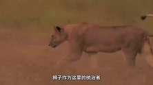 动物：野牛被狮子咬住，同伴赶来帮忙