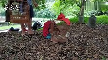 画眉鸟斗鸟比赛，精彩纷呈，好多人乐此不疲