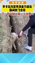 羊卡在沟渠男孩奋力拔出 瞬间放飞自我，下一秒又掉入同一个沟里…   就很想笑 哈哈哈