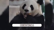 北京下雪把熊猫开心坏了，萌兰秒变全自动扫雪机，打滚翻跟头萌翻