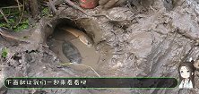 洪水退后，男子直接钻进河道旁的泥洞，这下赚大了
