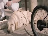 忠爱无言：狗狗为残疾大爷拉了一辈子的车，忠犬相伴，一生无悔