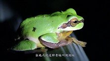 现今地球最凶残的青蛙,主要以捕食毒蛇为生,看完涨知识了