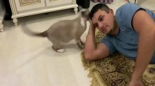 这猫不能要了，猫咪突然袭击主人，只因为没给小鱼干！