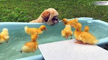 暖心狗狗照看一群洗澡的小鸭子：一个都不能少