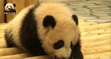 熊猫宝宝匍匐前进，羞怯的小眼神儿轻轻松松圈粉一大波