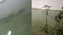 太原一小区地下二层惊现鱼塘 物业称因天气变冷所养已经处理