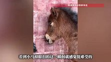 母马因病离世，小马闻到墙角的母马尾毛，鼻尖贴着“妈妈”流泪