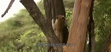 花豹爬上树啃树皮什么时候改吃素了，下秒却拖出一个大家伙