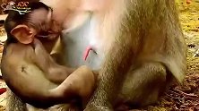 小奶猴幸福得不知所措，猴妈的奶水太多了，小猴子吃撑了