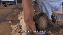 主人给羊儿剃毛，结果被一群羊围观，网友：看热闹不嫌事大