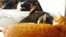 猫生九子各不同，二代猫竟然全都是经典款，快来数一数