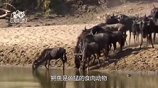角马被鳄鱼咬住，想逃命时却被同伴踹倒，网友：猪一样的队友