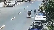 飞来横祸！疯牛出逃当街横冲直撞 顶飞路边无辜老人