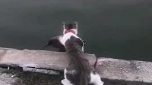 猫咪现在也自力更生了，来河边捕食物吃，看上去这好像是一只鸟儿