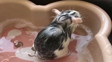 花枝鼠洗头，每一处都洗的非常的干净，这是洁癖吗？