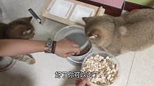 胖猫做选择，猫粮和冻干哪个才是最爱？白猫：有罐头吗？