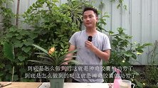 用上这粒胶囊调节，君子兰夏季不休眠，反而开大花