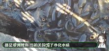 美国泛滥的鲤鱼已成过去式，新的动物入侵后，美国人却很高兴