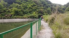 跋山涉水只为它，大山深处的馈赠。可遇不可求