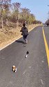 哎呀掉队啦萌宠出道练习生
